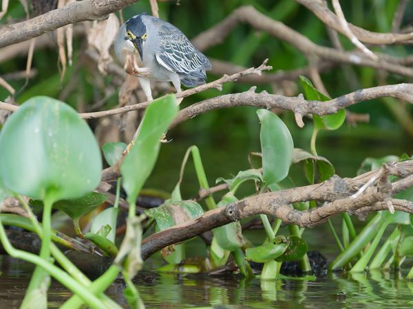 Mangrovereiger (Butorides striata)